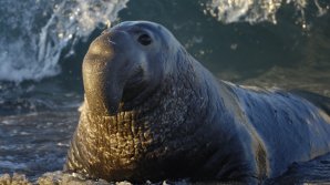 O colonie de elefanţi de mare a ocupat o plajă din California de Nord. Invazia mamiferelor nu a fost lipsită de peripeţii (VIDEO)