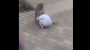 O maimuță a răpit un copil de doi ani ca să se joace cu el (VIDEO)