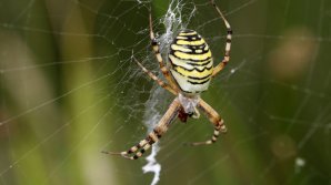 ADEVĂR ÎNFRICOŞĂTOR: Dacă toți păianjenii ar lucra împreună, ar putea mânca toți oamenii într-un an