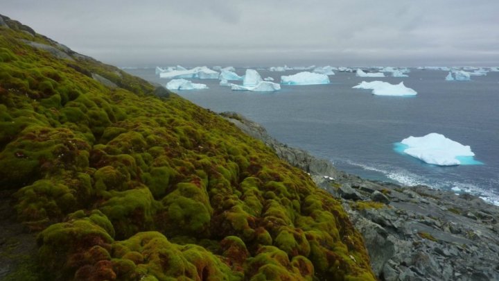 Şapte continente în ŞAPTE ZILE. Unul dintre cele mai dure maratoane a început din Antarctida