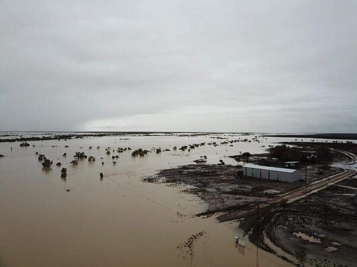 Dezastru în Australia. Mii de bovine au murit în urma inundaţiilor catastrofale (IMAGINI CU PUTERNIC IMPACT EMOŢIONAL)