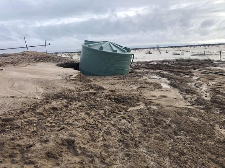 Dezastru în Australia. Mii de bovine au murit în urma inundaţiilor catastrofale (IMAGINI CU PUTERNIC IMPACT EMOŢIONAL)