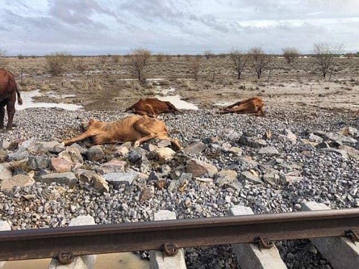 Dezastru în Australia. Mii de bovine au murit în urma inundaţiilor catastrofale (IMAGINI CU PUTERNIC IMPACT EMOŢIONAL)