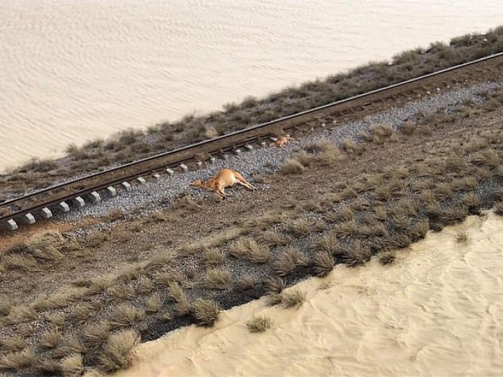 Dezastru în Australia. Mii de bovine au murit în urma inundaţiilor catastrofale (IMAGINI CU PUTERNIC IMPACT EMOŢIONAL)