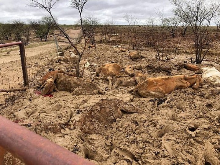 Dezastru în Australia. Mii de bovine au murit în urma inundaţiilor catastrofale (IMAGINI CU PUTERNIC IMPACT EMOŢIONAL)