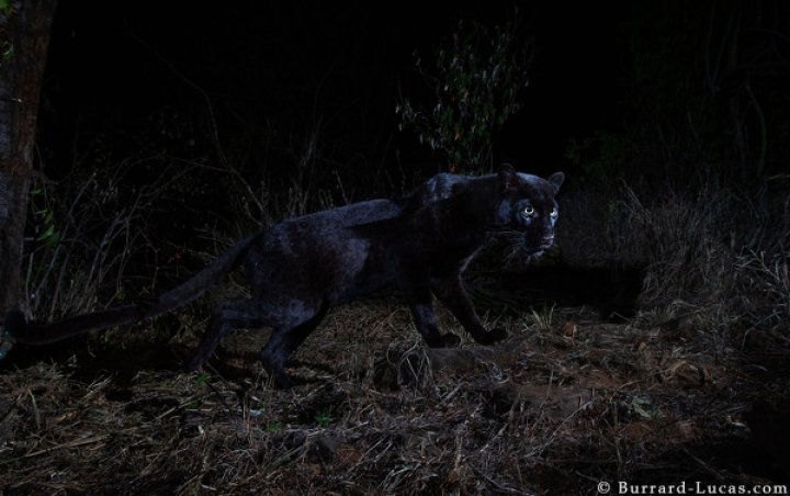 IMAGINI ULUITOARE! Un animal extrem de rar, fotografiat pentru prima dată în 100 de ani