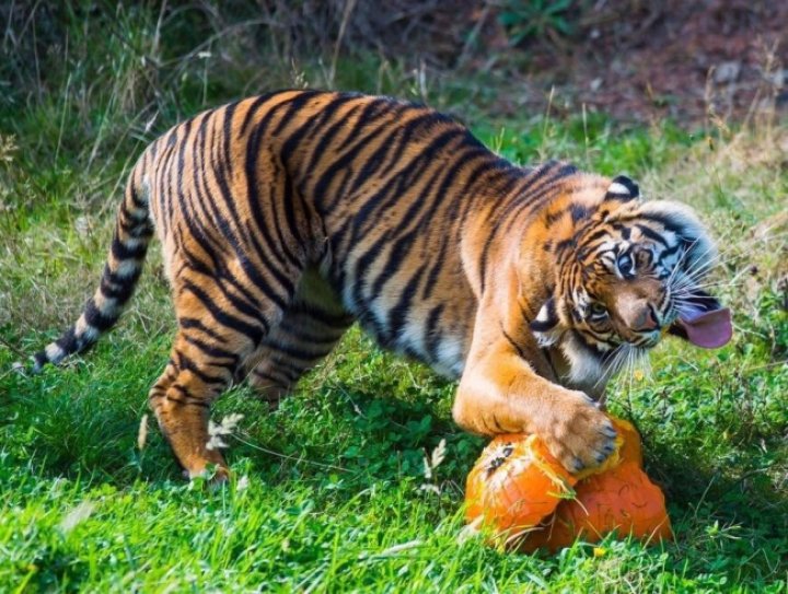 15 animale haioase surprinse în cel mai prost moment (IMAGINI CARE TE VOR LĂSA FĂRĂ CUVINTE)