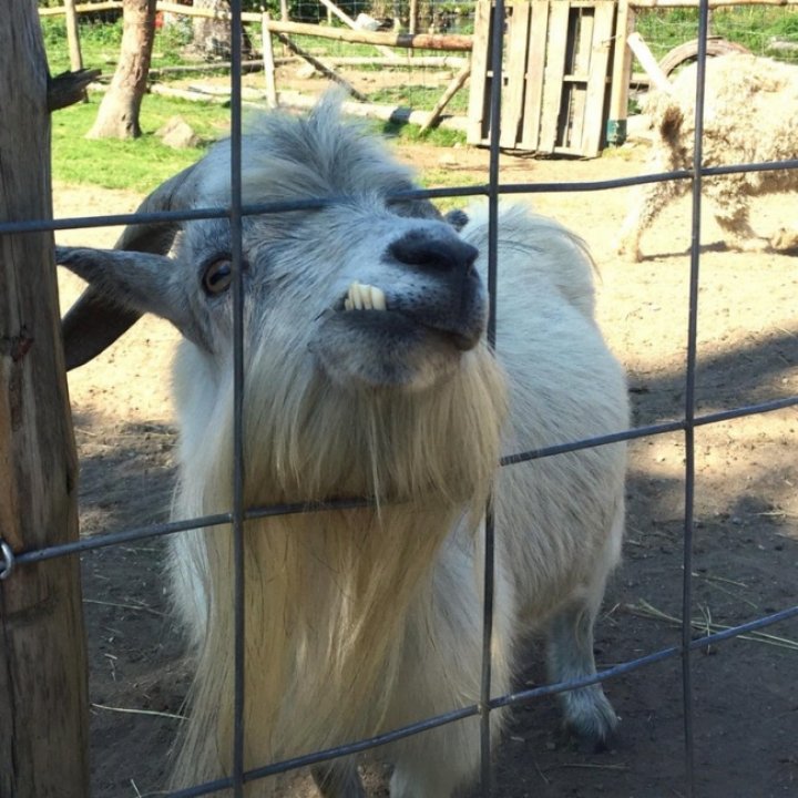 15 animale haioase surprinse în cel mai prost moment (IMAGINI CARE TE VOR LĂSA FĂRĂ CUVINTE)