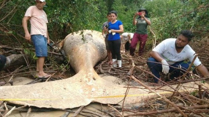 DESCOPERIRE TERIFIANTĂ în jungla amazoniană. Cum a ajuns o balenă MOARTĂ atât de departe de mal? (FOTO)