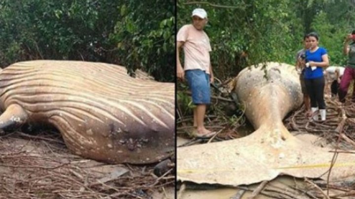 DESCOPERIRE TERIFIANTĂ în jungla amazoniană. Cum a ajuns o balenă MOARTĂ atât de departe de mal? (FOTO)