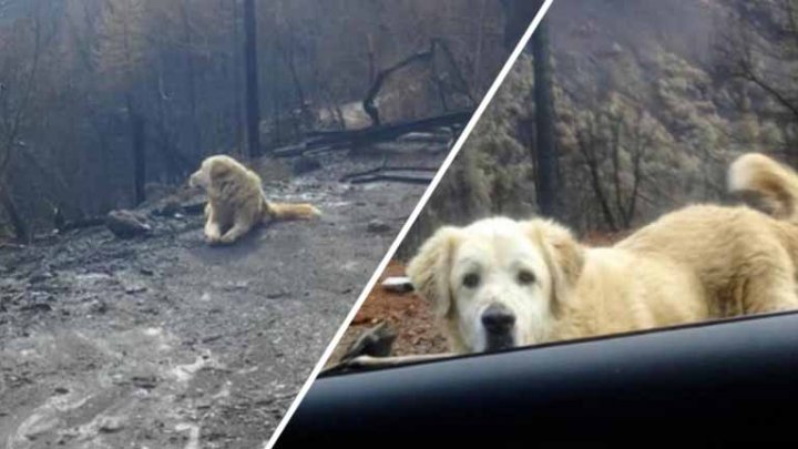 Un câine dispărut în timpul incendiului devastator din California, găsit după 101 zile