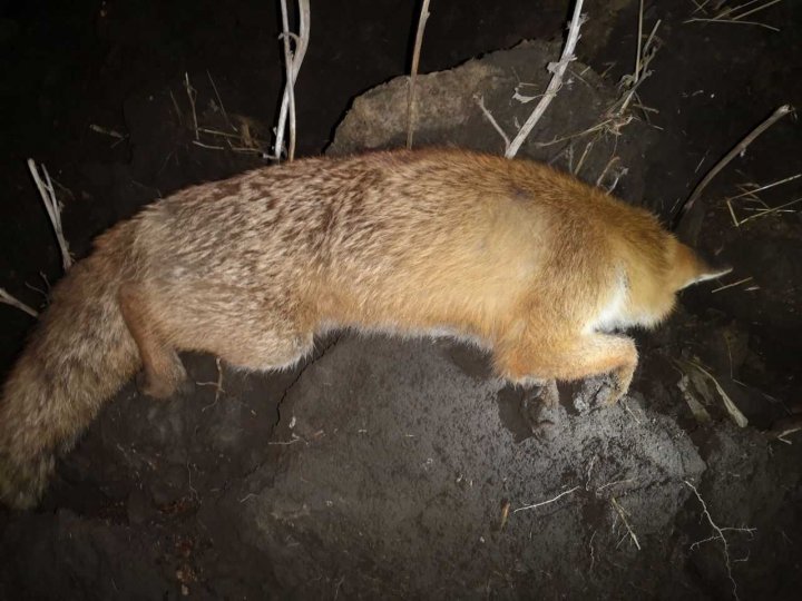 Un bărbat din Tochile Răducani, reținut pentru vânat ilegal în zona de frontieră (FOTO)