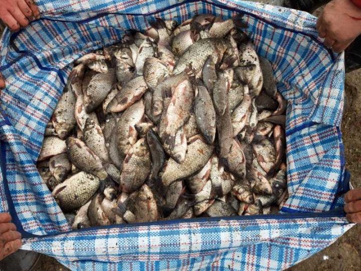 Doi braconieri, reținuți la pescuit în apele de frontieră (FOTO)