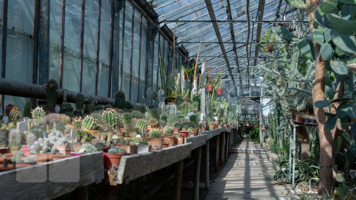 PRIVELIŞTE de PRIMĂVARĂ la Grădina Botanică. Au început să înflorească cactușii (FOTOREPORT)