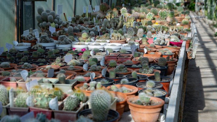 PRIVELIŞTE de PRIMĂVARĂ la Grădina Botanică. Au început să înflorească cactușii (FOTOREPORT)