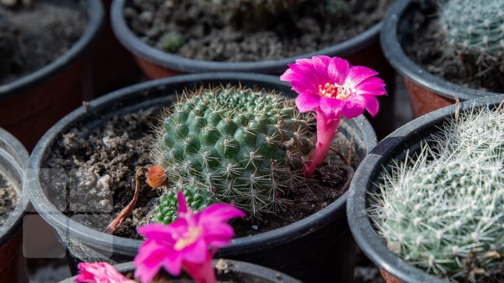 PRIVELIŞTE de PRIMĂVARĂ la Grădina Botanică. Au început să înflorească cactușii (FOTOREPORT)