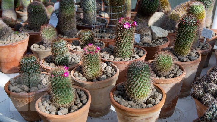 PRIVELIŞTE de PRIMĂVARĂ la Grădina Botanică. Au început să înflorească cactușii (FOTOREPORT)