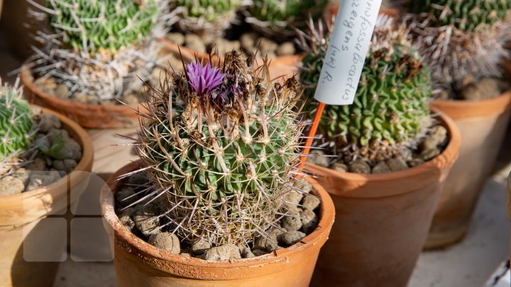 PRIVELIŞTE de PRIMĂVARĂ la Grădina Botanică. Au început să înflorească cactușii (FOTOREPORT)