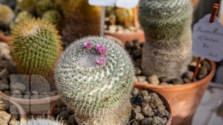 PRIVELIŞTE de PRIMĂVARĂ la Grădina Botanică. Au început să înflorească cactușii (FOTOREPORT)