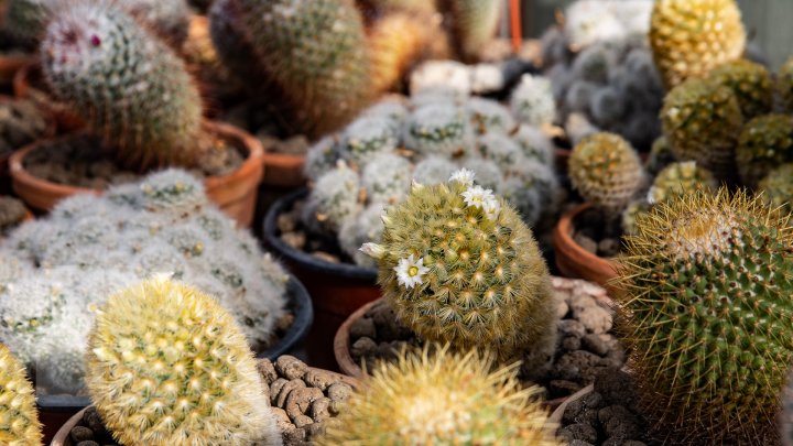 PRIVELIŞTE de PRIMĂVARĂ la Grădina Botanică. Au început să înflorească cactușii (FOTOREPORT)