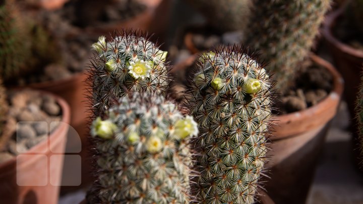 PRIVELIŞTE de PRIMĂVARĂ la Grădina Botanică. Au început să înflorească cactușii (FOTOREPORT)