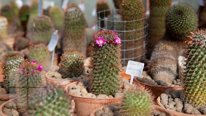 PRIVELIŞTE de PRIMĂVARĂ la Grădina Botanică. Au început să înflorească cactușii (FOTOREPORT)