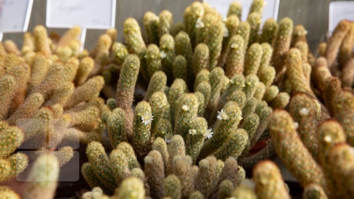 PRIVELIŞTE de PRIMĂVARĂ la Grădina Botanică. Au început să înflorească cactușii (FOTOREPORT)