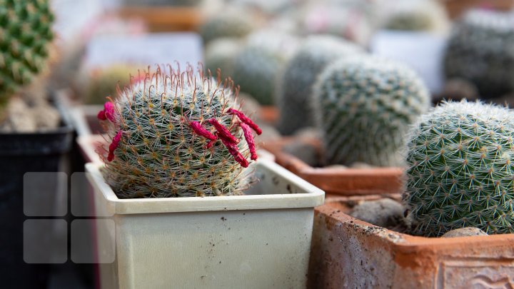 PRIVELIŞTE de PRIMĂVARĂ la Grădina Botanică. Au început să înflorească cactușii (FOTOREPORT)