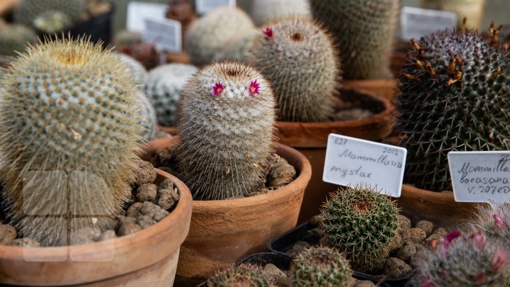 PRIVELIŞTE de PRIMĂVARĂ la Grădina Botanică. Au început să înflorească cactușii (FOTOREPORT)