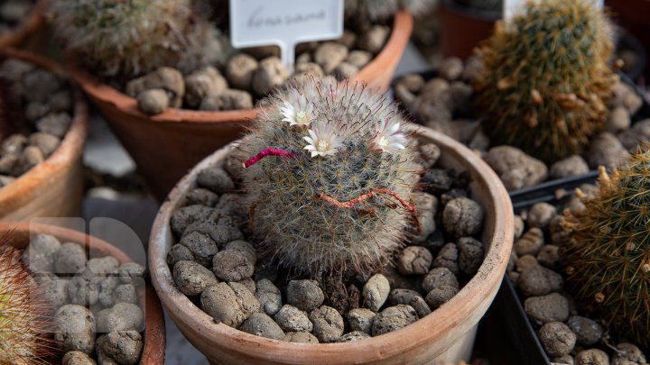 PRIVELIŞTE de PRIMĂVARĂ la Grădina Botanică. Au început să înflorească cactușii (FOTOREPORT)