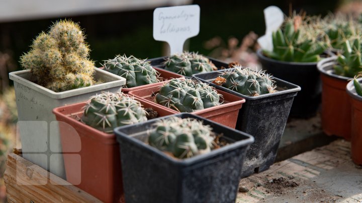 PRIVELIŞTE de PRIMĂVARĂ la Grădina Botanică. Au început să înflorească cactușii (FOTOREPORT)