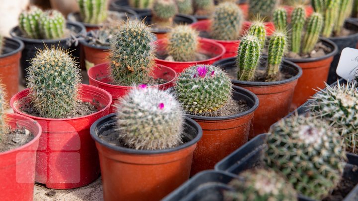 PRIVELIŞTE de PRIMĂVARĂ la Grădina Botanică. Au început să înflorească cactușii (FOTOREPORT)