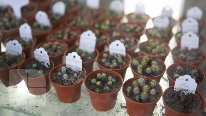 PRIVELIŞTE de PRIMĂVARĂ la Grădina Botanică. Au început să înflorească cactușii (FOTOREPORT)