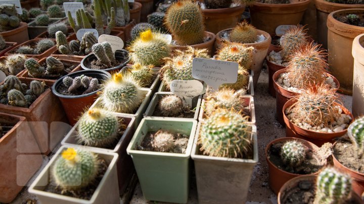 PRIVELIŞTE de PRIMĂVARĂ la Grădina Botanică. Au început să înflorească cactușii (FOTOREPORT)