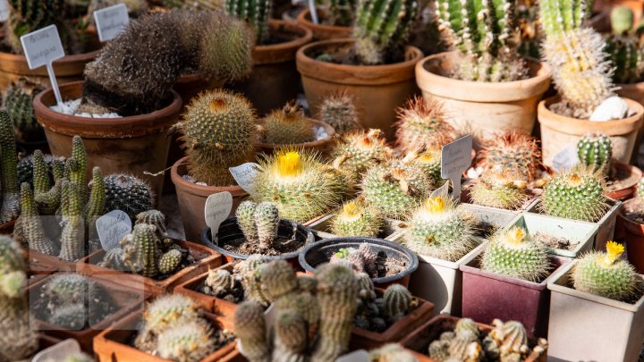 PRIVELIŞTE de PRIMĂVARĂ la Grădina Botanică. Au început să înflorească cactușii (FOTOREPORT)