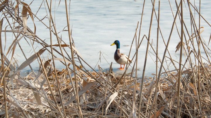 METEO 25 februarie: Cum ne surprinde vremea şi ce temperaturi ne aşteaptă în prima zi a săptămânii