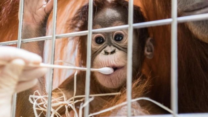 Un pui de urangutan din Elveţia stârneşte controverse. Îngrijitorii de la grădina zoologică, şocaţi de testul ADN al puiului