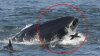 LA UN PAS DE TRAGEDIE. Un scafandru a supravieţuit miraculos, după ce a fost înghiţit de o balenă (IMAGINI CU PUTERNIC IMPACT EMOŢIONAL)