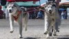 Maraton de câini husky în Rusia. Animalele vor trebui să parcurgă peste 1300 de kilometri în 20 de zile 