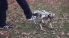 Un câine robot a ÎNVĂŢAT să facă piruete. Cum arată Mini Cheetah