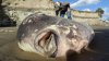 Creatură marină BIZARĂ descoperită pe o plajă din SUA. Reacţia cercetătorilor este una neobişnuită