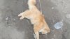 Cruzime de care numai OMUL e capabil: Pe o stradă din Capitală au fost găsite mai multe pisici OTRĂVITE (FOTO cu impact puternic emoţional)