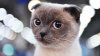 IMAGINI IREZISTIBILE de la concursul celor mai frumoase pisici de rasă din Rusia