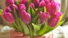 Cum să alegi CORECT florile de 8 Martie pentru mama sau iubita ta