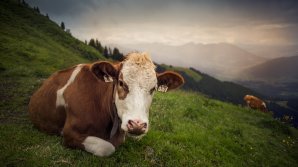 Austria va elabora un cod de conduită MAI ASPRU pentru turişti. Ce nu vor mai avea voie să facă 