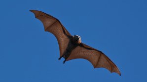 Vulpile zburătoare sunt în pericol de dispariţie în Mauritius. Motivul pentru care oamenii de ştiinţă au dat în judecată guvernul