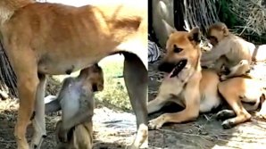 VIRAL PE INTERNET! O cățea din India a adoptat, de circa o lună, un pui de maimuță (VIDEO)