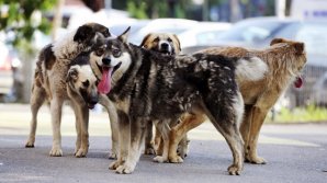 Câinii maidanezi din Capitală vor fi sterilizaţi. Trei veterinari din România facilitează procesul