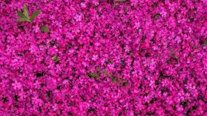 HOROSCOP. Echinocțiul de primăvară: Acestea sunt cele mai afectate zodii