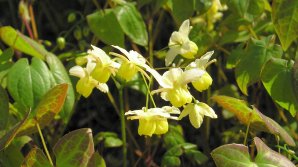 Plantă mai puternică decât VIAGRA. Efecte UIMITOARE